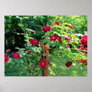 POSTER LE JARDIN ROSE