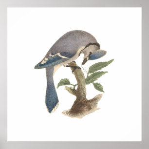 Poster Le Jay bleu (Garrulus cristatus)