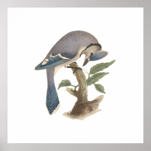 Poster Le Jay bleu (Garrulus cristatus) (Devant)