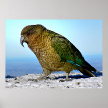 Le Kea - le perroquet d'ornithologie de la Nouvell