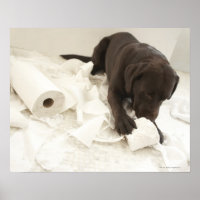 Le labrador brun chocolat.