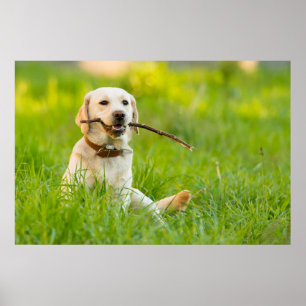Poster Le Labrador Jaune se rapproche avec un bâton