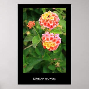 Poster Le Lantana fleurit l'affiche, copie