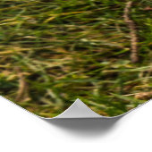 Poster Le lapin blanc (Coin)