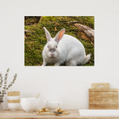 Poster Le lapin blanc (Cuisine)