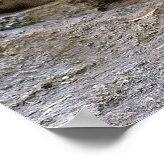 Poster Le léopard des neiges le félin phare (Coin)