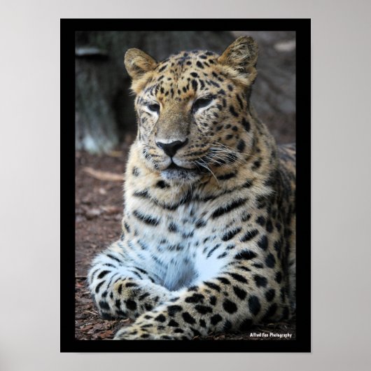 Poster Le Léopard Majestueux (Devant)