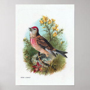 Poster Le Linnet Rose