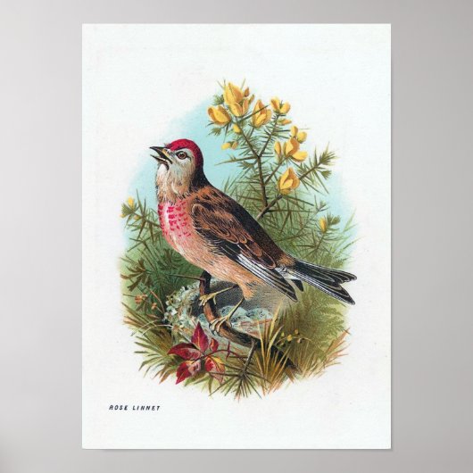 Poster Le Linnet Rose (Devant)