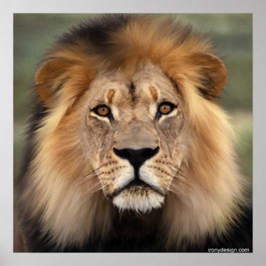 Poster Le lion (Devant)