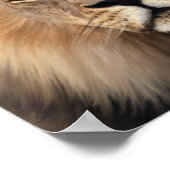 Poster Le lion (Coin)