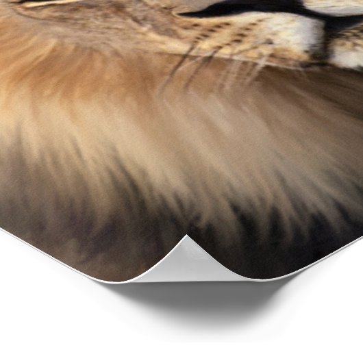 Poster Le lion (Coin)