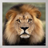 Poster Le lion (Devant)