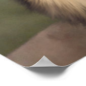 Poster Le Lion (Coin)