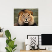 Poster Le lion (Bureau à domicile)