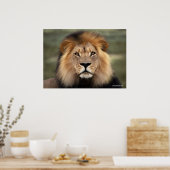 Poster Le lion (Cuisine)