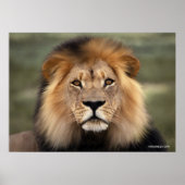Poster Le lion (Devant)