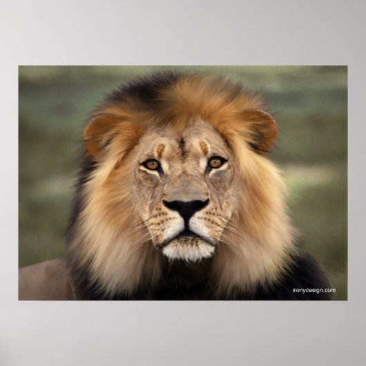 Poster Le lion (Devant)