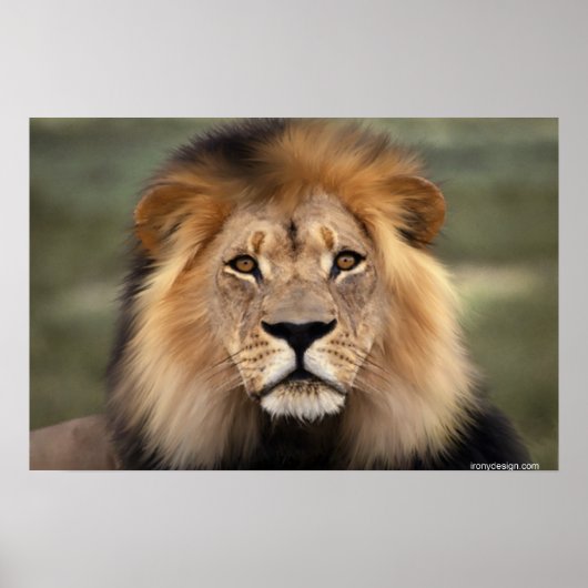 Poster Le Lion (Devant)