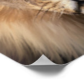 Poster Le Lion (Coin)