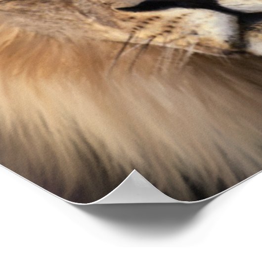 Poster Le lion (Coin)