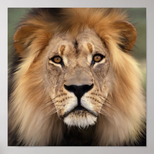 Poster Le lion (Devant)