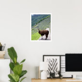 Poster le llama regarde la frontière (Bureau à domicile)