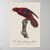 Poster Le Lori a franges bleues (Devant)