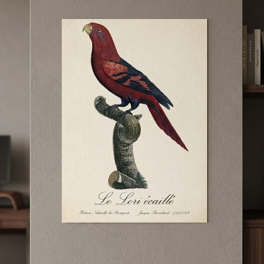 Poster Le Lori ecaille / Lory à rayures bleues
