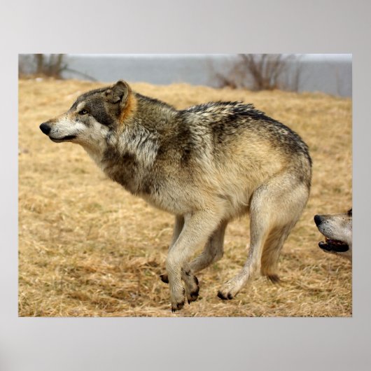 Poster Le loup de dessin abattu (Devant)