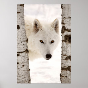 Poster Le loup de l'hiver