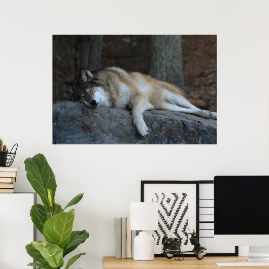 Poster Le loup endormi (Bureau à domicile)