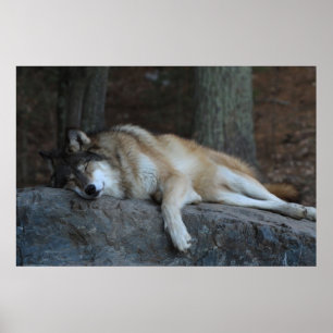 Poster Le loup endormi