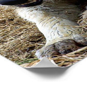 Poster Le loup joyeux (Coin)