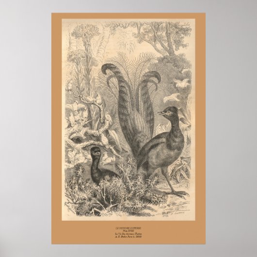 Poster Le Lyre Bird (Devant)
