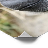 Poster Le mignon Orangutan en vedette sur l'affiche de la (Coin)