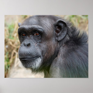 Poster Le mignon Orangutan en vedette sur l'affiche de la