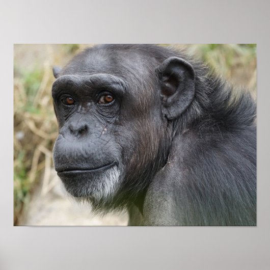 Poster Le mignon Orangutan en vedette sur l'affiche de la (Devant)