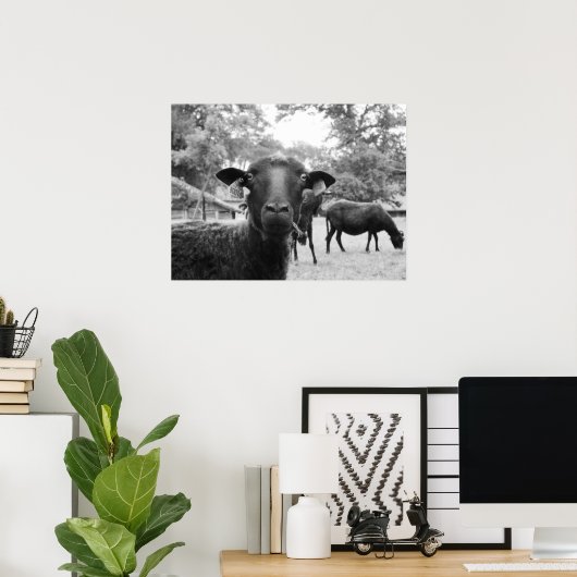 Poster Le mouton noir (Bureau à domicile)