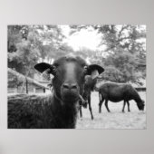 Poster Le mouton noir (Devant)