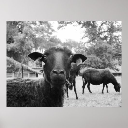 Poster Le mouton noir (Devant)