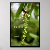 Poster Le nectar de la vie (Devant)