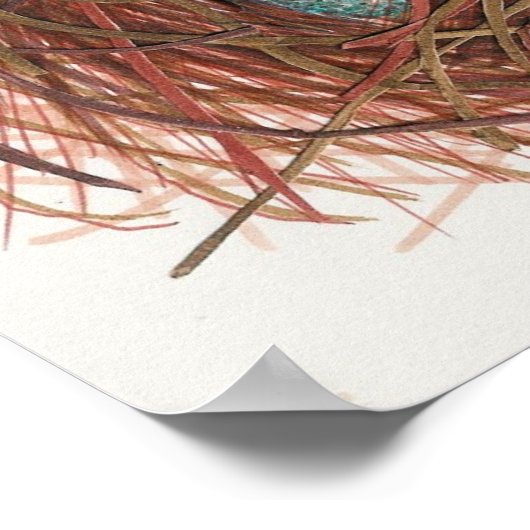 Poster Le nid de Robin (Coin)