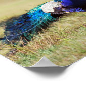 Poster Le paon dans la nature (Coin)