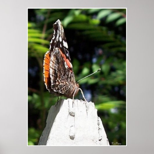 Poster Le papillon (Devant)