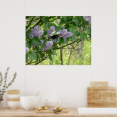 Poster Le papillon Swallowtail et Lilac Bush (Cuisine)