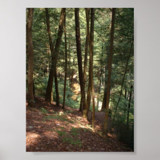 Poster Le paradis boisé