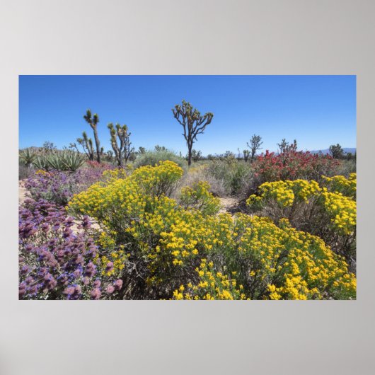 Poster Le Parc National De Joshua Tree À Bloom (Devant)