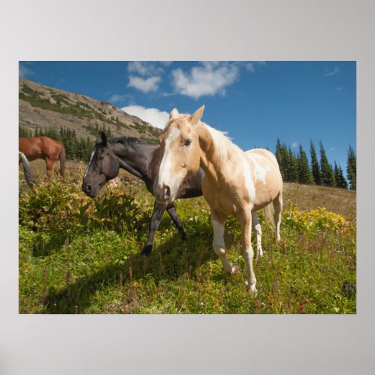 Poster Le Parc national de North Cascades (Devant)