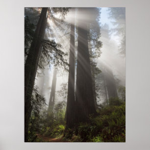 Poster Le parc national de Redwood Californie